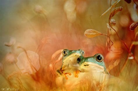 Astounding Macro Photography Of Frogs By Wil Mijer 123