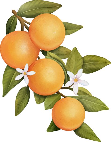 Oranges On A Branch Isolated Watercolor Illustrartion Of Citrus Tree