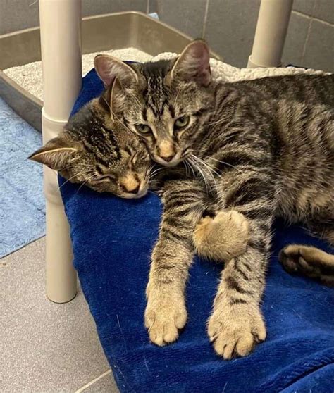 Everyone Is In Love With Two Headed Kitten The Dodo