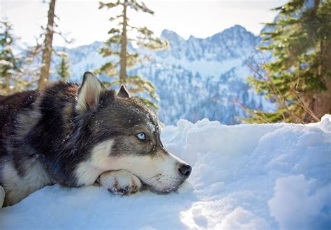 Mountains Animals Snow Siberian Husky Dog Wallpapers Hd Desktop