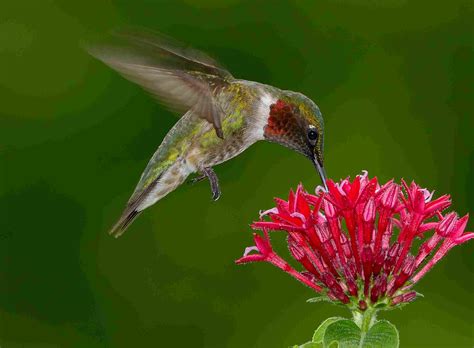 Ruby Throated Hummingbird Facts