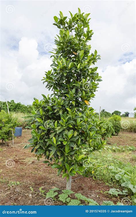 Small Jackfruit Tree Stock Image Image Of Plantae Outdoors 201574335