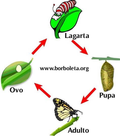 Ciclo De Vida Das Borboletas