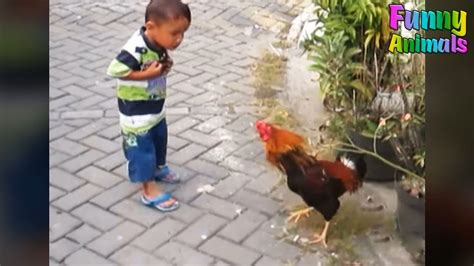 Watch Funny Roosters Chasing Kids Video Funniest Animals