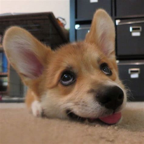 Puppy images cute dogs and puppies pets cute animals animal pictures animals corgi puppies cute dogs. 5 Reasons Why Corgi Puppies Are The Best And 25 Pictures That Prove This Statement