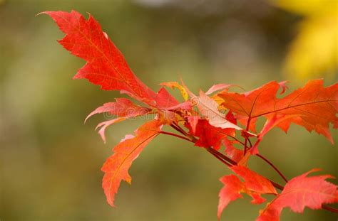 Fiery Red Maple Leaf In The Late Afternoon Sun Of Autumn Stock Image