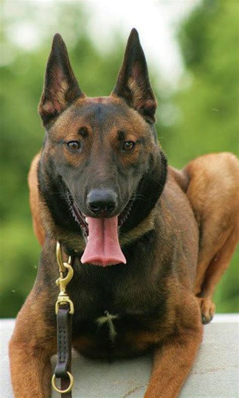 The german malinois is a hybrid or mixed breed dog the offspring of a belgian malinois and a german shepherd. Belgian Malinois Puppy Food