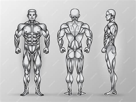Premium Vector Anatomy Of Male Muscular System Exercise And Muscle Guide
