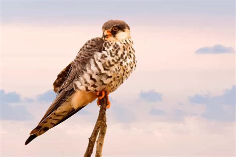 Hawks Of Oregon 8 Species With Pictures Wild Bird World