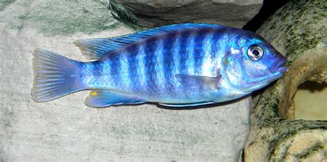 Photo 4 Blue Zebra Mbuna Cichlid Melanochromis Auratus
