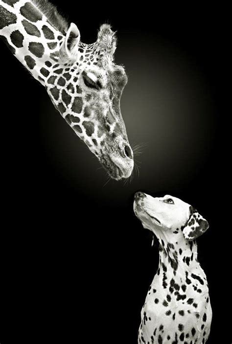 Awesome Animal Portraits By Werner Dreblow Pondly Giraffe Animals