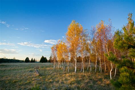 Birch Trees In Autumn Free Photo Download Freeimages