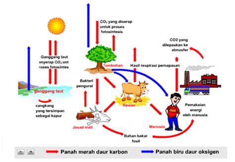 Penjelasan rumah adat di indonesia beserta nama gambar foto dan penjelasannya bahkan ada rumah adat joglo lengkap dan keterangannya. SAPUTRA NUTRIENT: Siklus Karbon