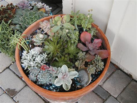 Why are my succulent's leaves falling off? Late to the Garden Party: My Developing Relationship with ...
