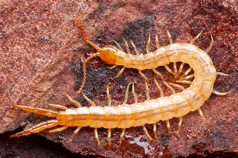 Centipedes Under Pine Bark Bugguidenet