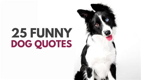 50 Cute And Funny Dog Quotes Puppy Leaks