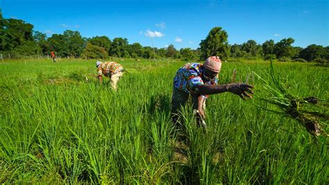 African Rice Farmers Test Traditions Against Ny Climate Cornell Chronicle