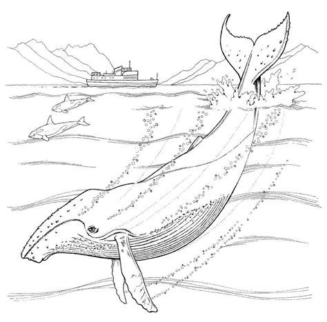 Humpback Whale Coloring Page Colouringpages