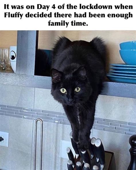 Top Black Cat Memes That Are Terrifyingly Funny