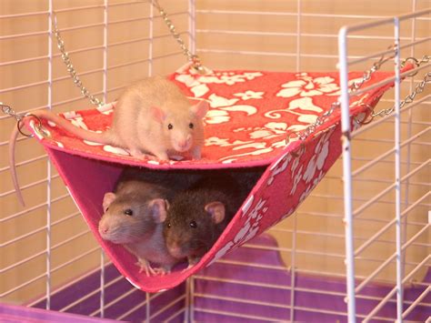 Mondo Rat Habitats Pet Hammock Baby Rats Cute Rats