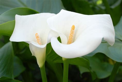 How To Care For A Calla Lily
