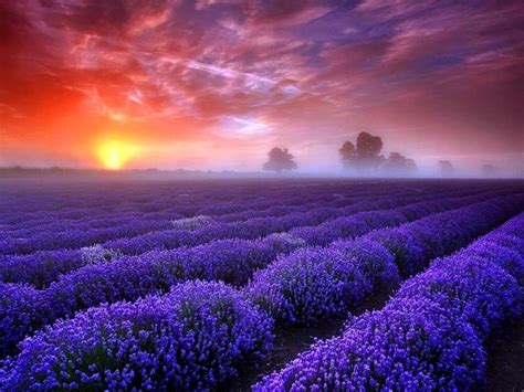 Pin By Wendy Parr On Lavender Beautiful Landscape Photography