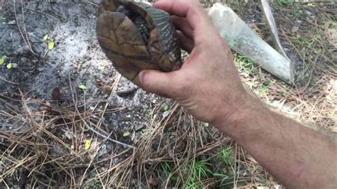 florida box turtle and gopher tortoise kamp kenan bonus youtube