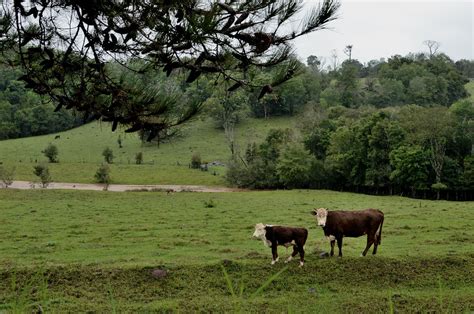 Gambar Bidang Tanah Pertanian Padang Rumput Bunga Margasatwa