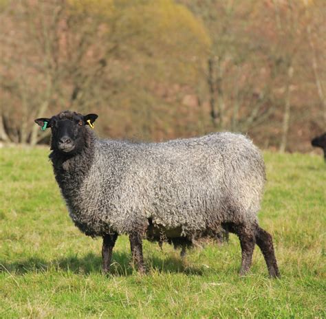 Gotland Sheep Low Auldgirth Gotland Fleece