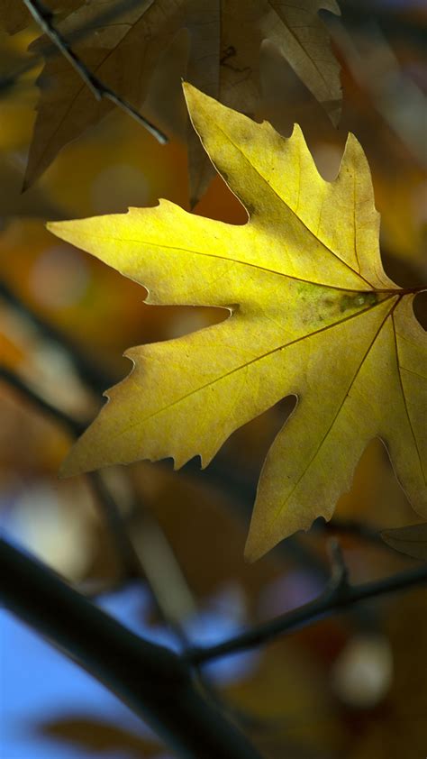 Download Wallpaper 1350x2400 Maple Leaf Branch Autumn Blur Iphone 8