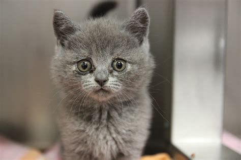 Er ist eine bristish kurzhaar rassekatze, sehr verspielt und schmust kaum. 27 Katzen aus illegalem Transport - N-LAND