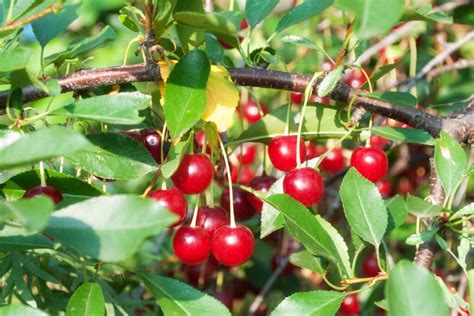 Everything You Need To Know About Bing Cherry Trees