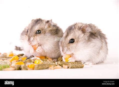 Eating Hamster Hi Res Stock Photography And Images Alamy