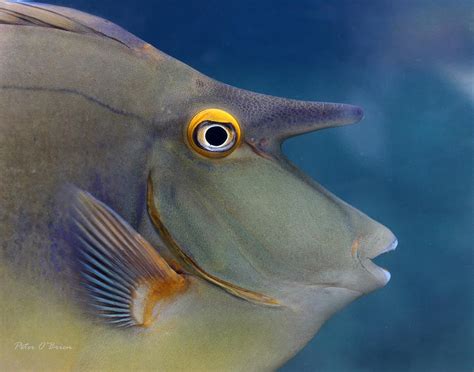 Unicorn Fish Photograph By Peter Obrien