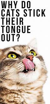 I have also noticed cats will stick their tongues out briefly just before licking their nose. Why Do Cats Stick Their Tongue Out? A Complete Guide