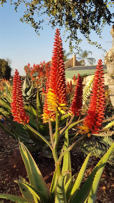 Aloe Hybrid In Flower Johans Hybrids July 2018
