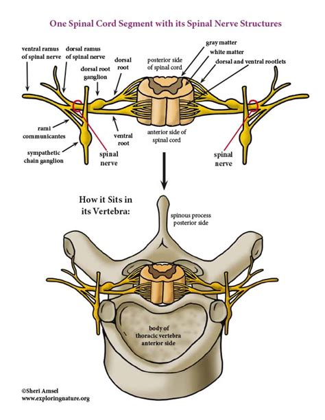 Spinal Cord Segment With Spinal Nerve Structures Diagram