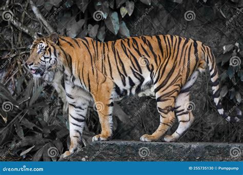 Close Up Indochinese Tiger Is Beautiful Animal And Dangerous Stock