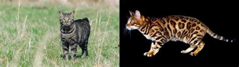 Manx Vs Bengal Breed Comparison Mycatbreeds
