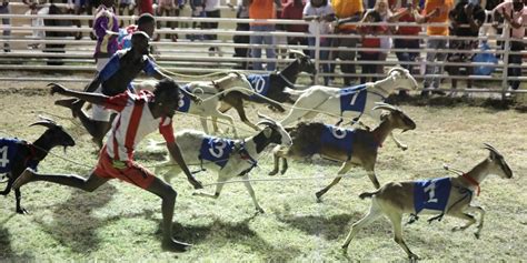 The Return Of Buccoo Goat Races Tobago House Of Assembly