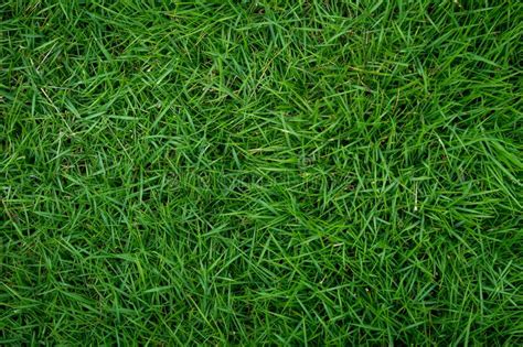 Top View Of Green Grass Background Texture Stock Photo Image Of Your