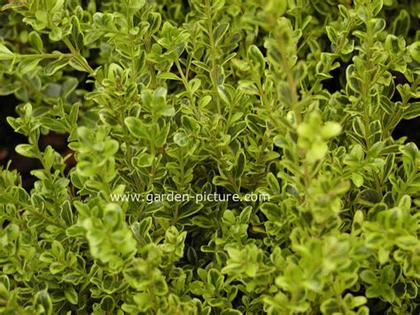 Pictures And Description Of Buxus Microphylla Peergold Golden Dream