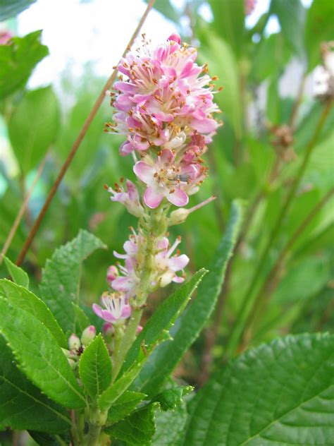 Clethra Alnifolia Coastal Sweet Pepperbush Clethraceae S Flickr