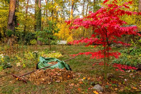 Fall Gardening Tips How To Prepare Your Garden For Fall