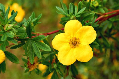 'lynwood gold' 5 8' x 8' deciduous. 10 Stunning Yellow Flowering Shrubs - Garden Lovers Club