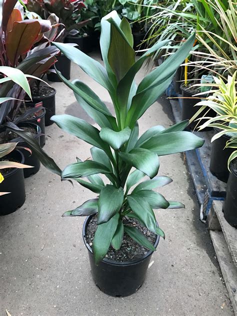 Cordyline Glauca Westlake Nursery