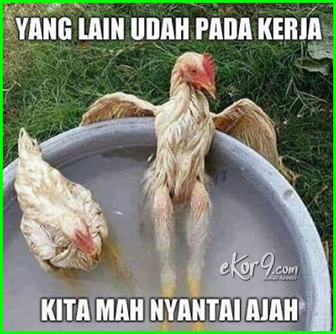 Apalagi kalau gambar mewarnai nya sudah siap. 7 Gambar Ayam dan Tulisan Kata-Kata Lucu - Dunia Fauna ...