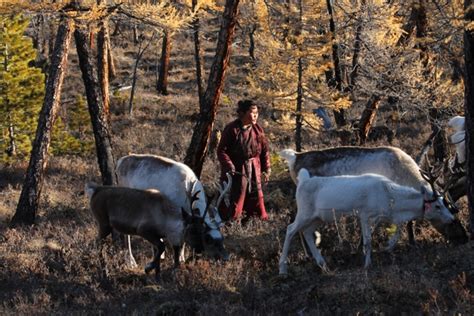 mongolia nomadic tsataan reindeer herders panash adventures