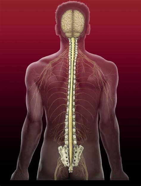Common brain and spinal cord tumors in children include gliomas, astrocytomas, medulloblastomas, and ependymomas. Spinal cord: Spinal Cord