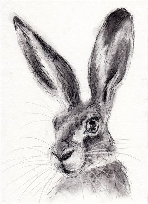 Original A4 Charcoal Drawing Of A Hare By Animal Artist Belinda Elliott